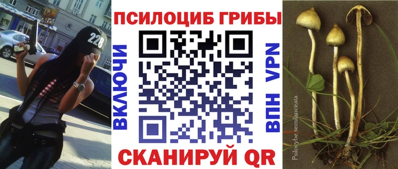 Псилоцибиновые грибы Psilocybe  Верхняя Пышма 